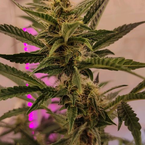 Супер Лемон хайнз  growlog timeline photo