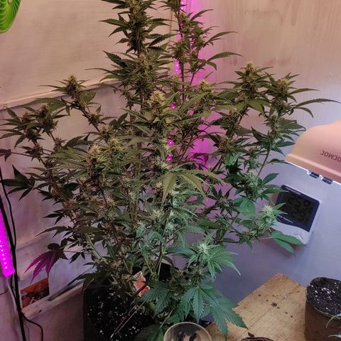 Супер Лемон хайнз  growlog timeline photo
