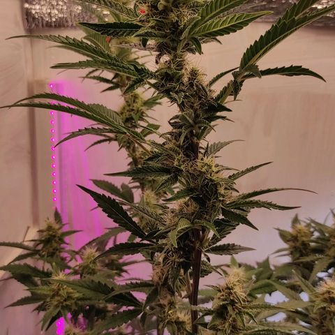 Супер Лемон хайнз  growlog timeline photo