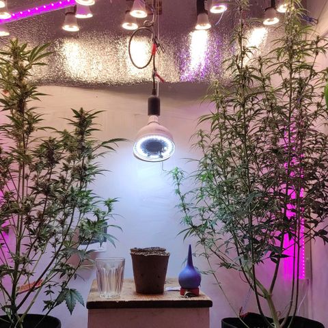 Супер Лемон хайнз  growlog timeline photo