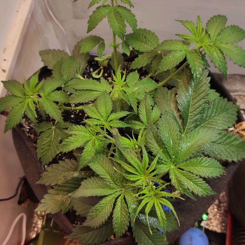 Супер Лемон хайнз  growlog timeline photo