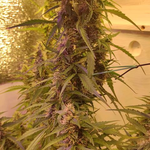 Супер Лемон хайнз  growlog timeline photo