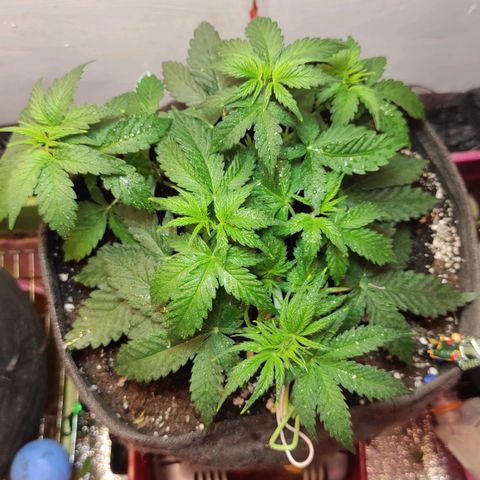 Супер Лемон хайнз  growlog timeline photo