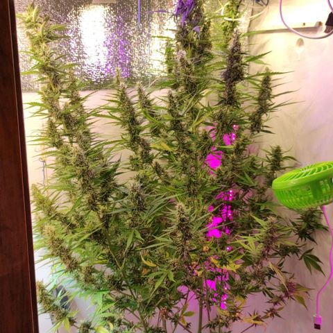 Супер Лемон хайнз  growlog timeline photo