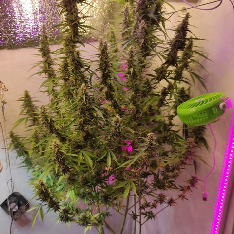 Супер Лемон хайнз  growlog timeline photo