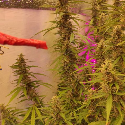 Супер Лемон хайнз  growlog timeline photo
