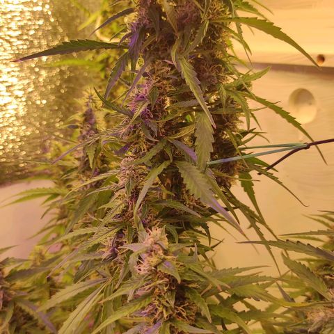 Супер Лемон хайнз  growlog timeline photo
