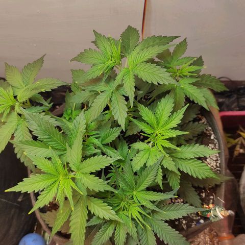 Супер Лемон хайнз  growlog timeline photo