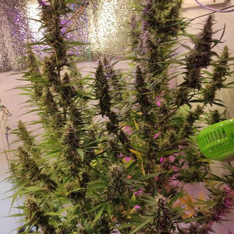Супер Лемон хайнз  growlog timeline photo