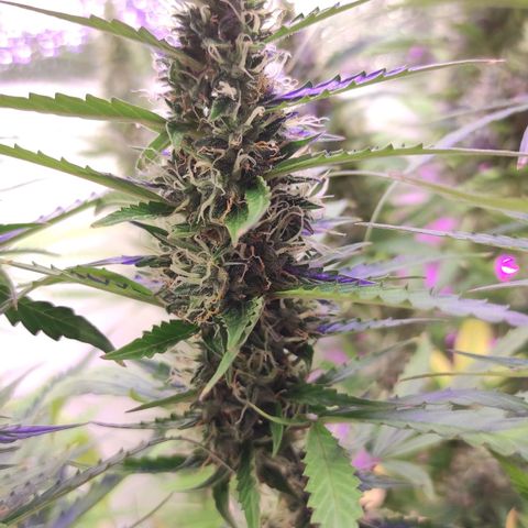 Супер Лемон хайнз  growlog timeline photo