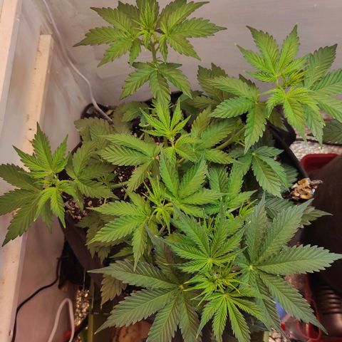 Супер Лемон хайнз  growlog timeline photo