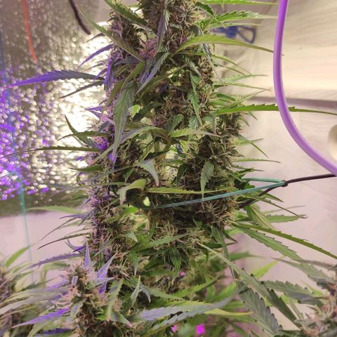 Супер Лемон хайнз  growlog timeline photo