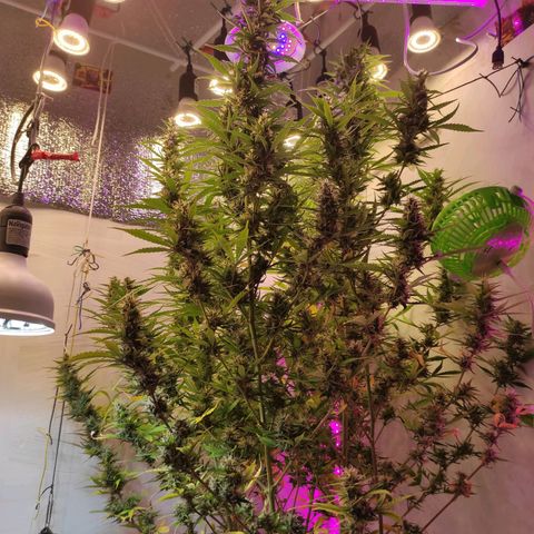 Супер Лемон хайнз  growlog timeline photo