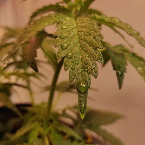 Супер Лемон хайнз  growlog timeline photo