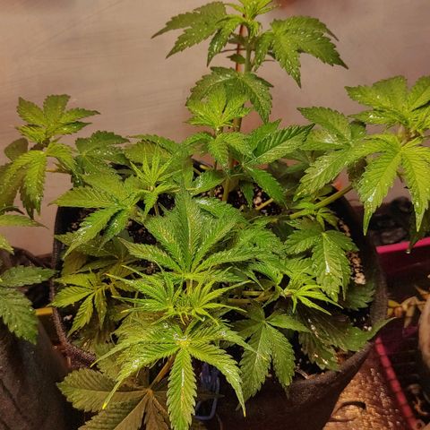 Супер Лемон хайнз  growlog timeline photo