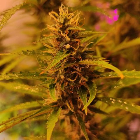 Супер Лемон хайнз  growlog timeline photo