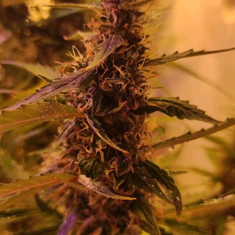 Супер Лемон хайнз  growlog timeline photo