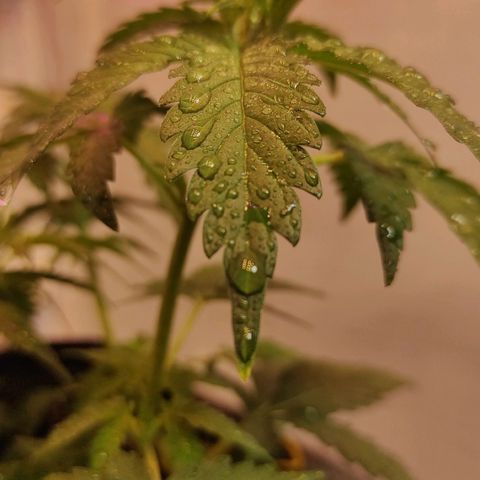 Супер Лемон хайнз  growlog timeline photo