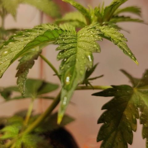 Супер Лемон хайнз  growlog timeline photo