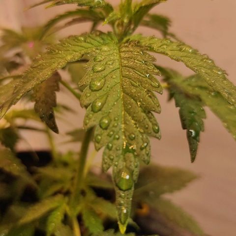 Супер Лемон хайнз  growlog timeline photo