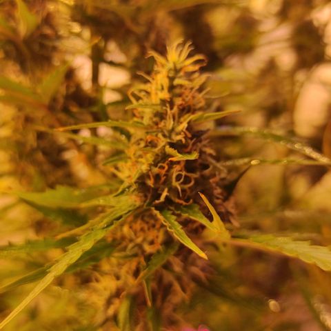 Супер Лемон хайнз  growlog timeline photo