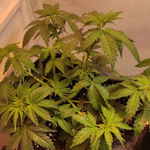 Супер Лемон хайнз  growlog timeline photo