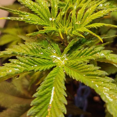 Супер Лемон хайнз  growlog timeline photo