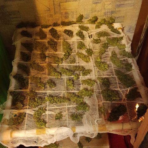 Супер Лемон хайнз  growlog timeline photo