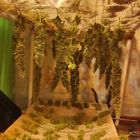 Супер Лемон хайнз  growlog timeline photo