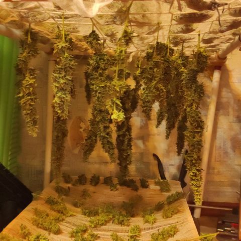 Супер Лемон хайнз  growlog timeline photo