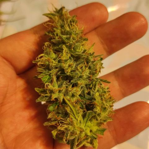 Супер Лемон хайнз  growlog timeline photo