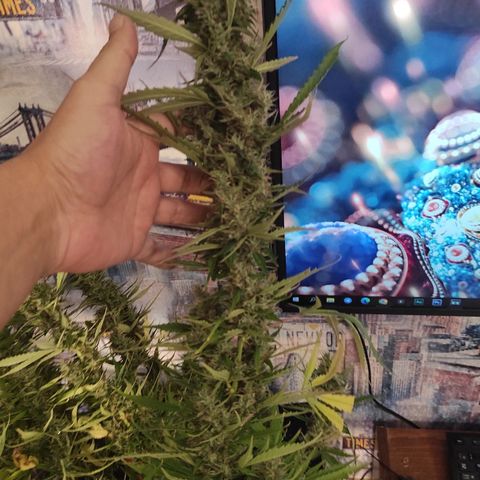 Супер Лемон хайнз  growlog timeline photo