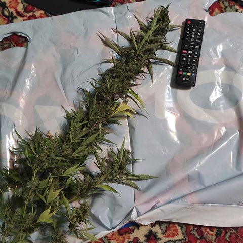 Супер Лемон хайнз  growlog timeline photo