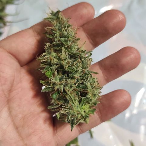 Супер Лемон хайнз  growlog timeline photo