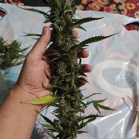 Супер Лемон хайнз  growlog timeline photo