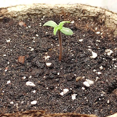 Амнезия авто лемон growlog timeline photo