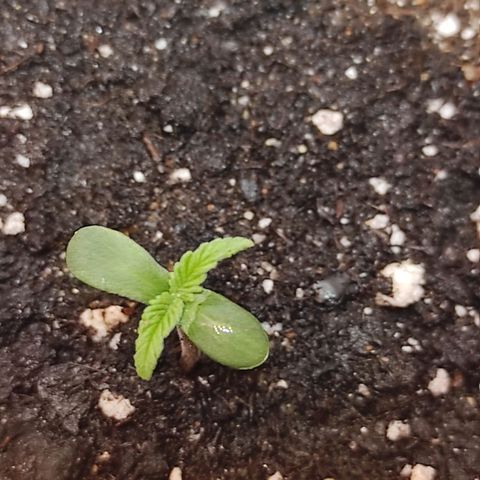 Амнезия авто лемон growlog timeline photo