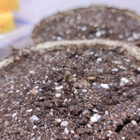 Амнезия авто лемон growlog timeline photo