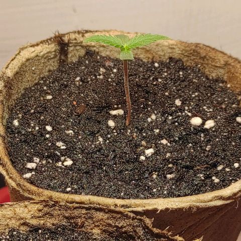 Амнезия авто лемон growlog timeline photo