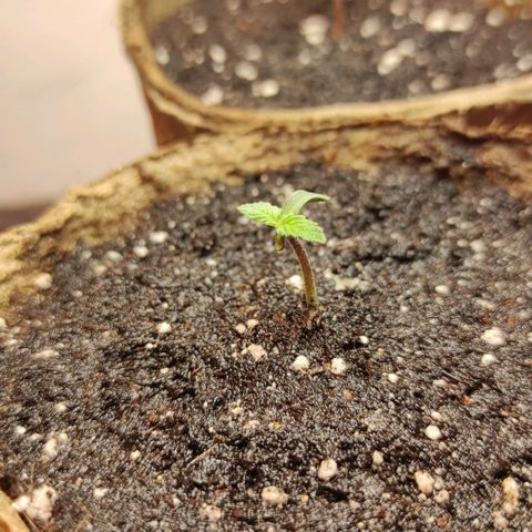 Горила авто  growlog timeline photo