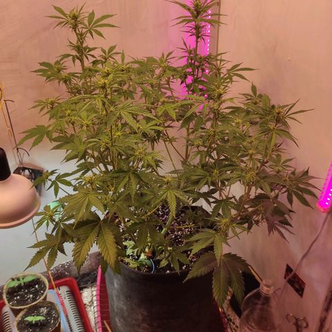 Горила авто  growlog timeline photo