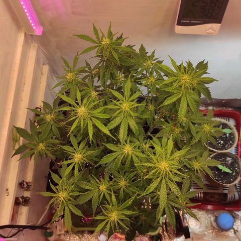 Горила авто  growlog timeline photo