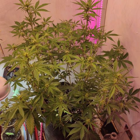 Горила авто  growlog timeline photo