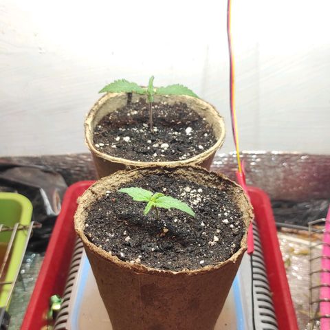 Горила авто  growlog timeline photo