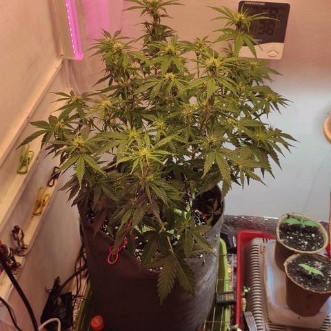 Горила авто  growlog timeline photo