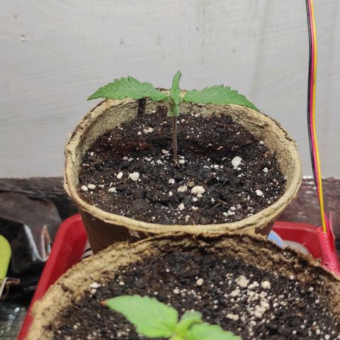 Горила авто  growlog timeline photo