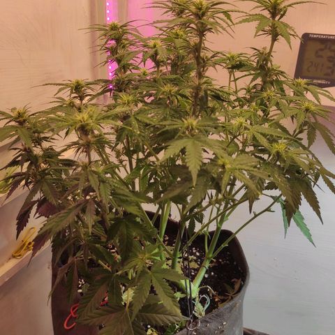 Горила авто  growlog timeline photo