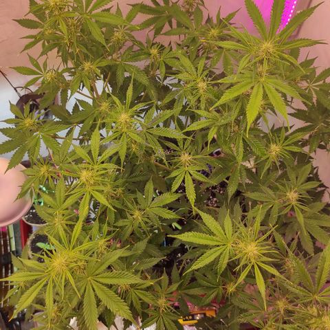 Горила авто  growlog timeline photo