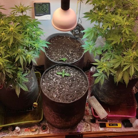 Амнезия авто лемон growlog timeline photo