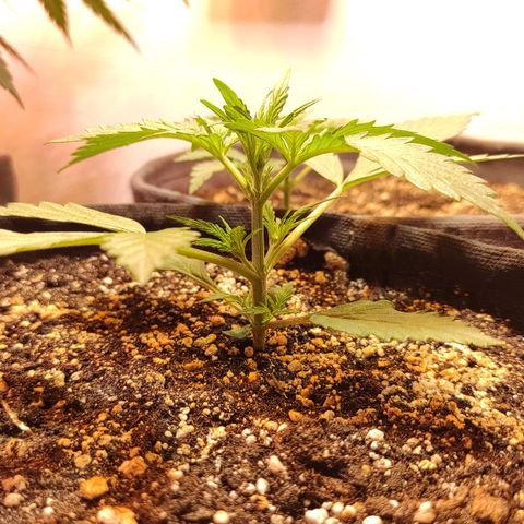 Амнезия авто лемон growlog timeline photo